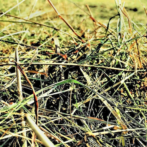 Bio Kräuterheu aus dem Thüringer Wald 100g