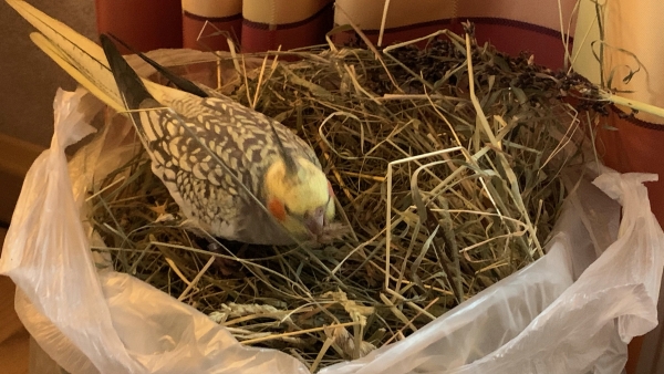 Frisches Wiesenheu aus Erding/ Bayern frisch vom Bauern 500g