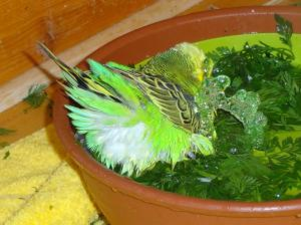 Vogelbrunnen mit Netzteil - 27cm