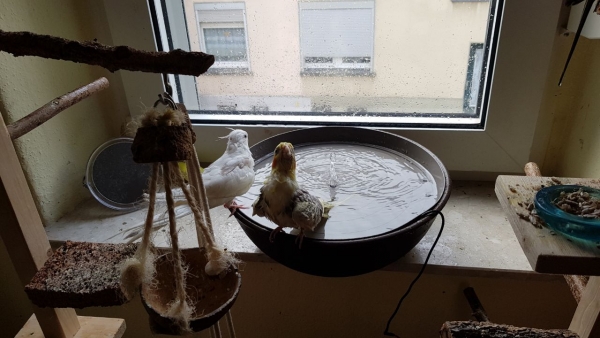 Vogelbrunnen mit Netzteil - 38cm * Speziell für Nymphen- und Großsittiche