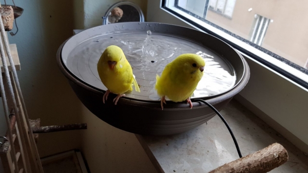 Vogelbrunnen mit Netzteil - 38cm * Speziell für Nymphen- und Großsittiche